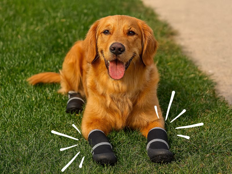 Golden Retriever wearing black dog boots on grass for protective footwear for comfort and safety during a dog walk.